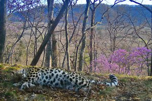Пожилой леопард устроил фотосессию на фоне цветов