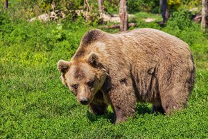 В США супруги с ножом отбились от медведицы в доме
