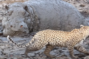 Леопардесса пыталась рыбачить в грязи, но наткнулась на бегемота