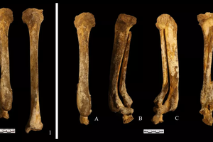 Найден скелет китаянки со следами пытки «юэ»: это случилось 3000 лет назад