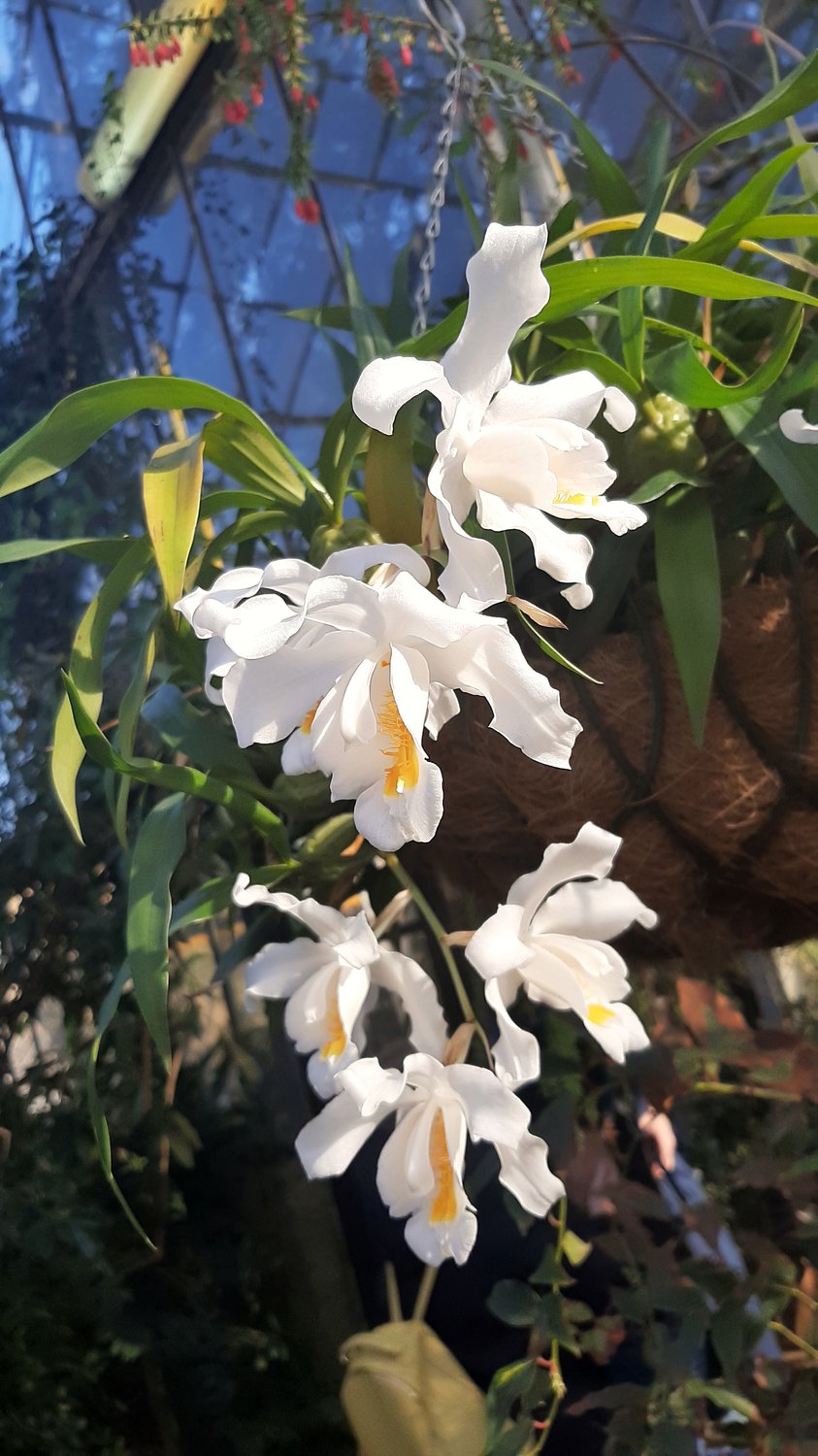 Орхидеи. Ботсад Петра Великого