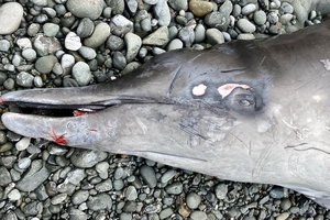 В Калифорнии обнаружили тело загадочного кита, покрытого необычными ранами