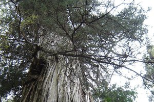Обнаружено самое старое дерево на планете. Этому кипарису 5 500 лет (и он еще растет)