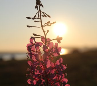 Северное солнце