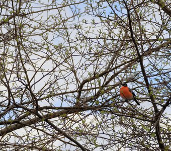 А мы не улетаем!!!