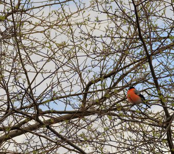 А мы не улетаем!!!
