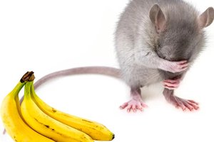 Почему самцы мышей боятся бананов?
