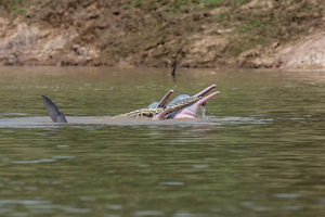 Зачем дельфины устроили заплыв с анакондой во рту?