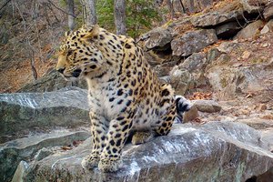 Новый хозяин «Кедровой пади»: в заповеднике обосновался молодой леопард