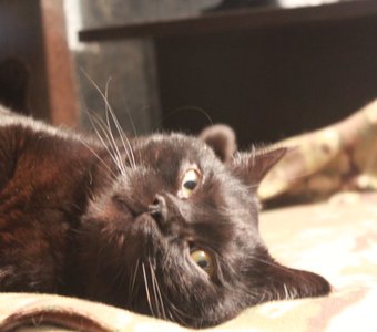 Просто кот.