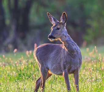 В тёплых лучах.