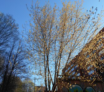 Деревца весной