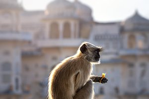 В Индии обезьяна похитила у полицейских вещдок с орудием убийства
