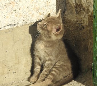 Я на солнышке сижу..