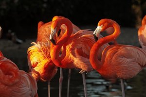 Лиса убила 25 фламинго в американском зоопарке