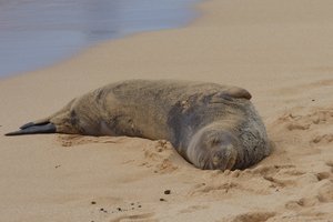 Кто виноват в сокращении популяции тюленей-монахов?