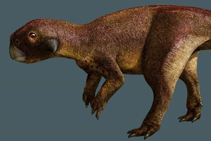 Палеонтологи впервые обнаружили пупок динозавра