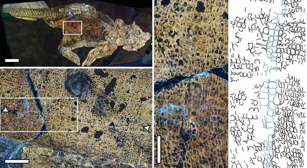 Фото: BMC Biology, 2022