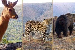 Сопка притяжения: какие животные отметились перед фотоловушкой в «Земле леопарда»?