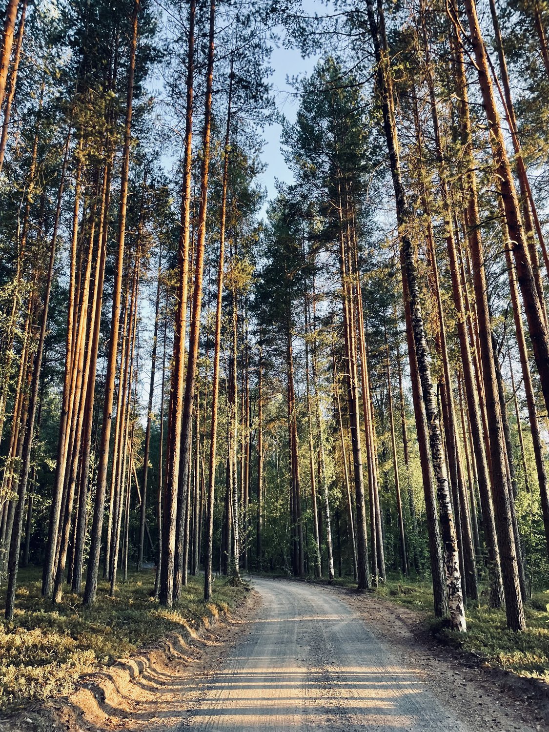 Лесная дорога. Карелия лето. Карельская тропа. Сказочные тропы в Карелии.