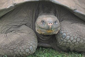 Фантастическая тварь: считавшуюся вымершей гигантскую черепаху нашли через 100 лет