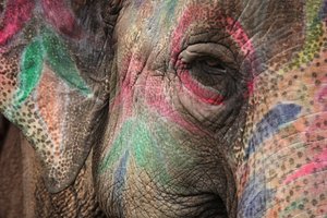 В Индии слон убил женщину и пришел на ее похороны