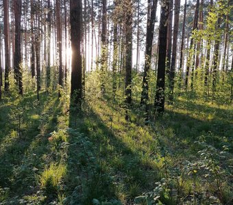 Лучи заходящего солнца