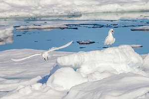В Арктике происходит рекордное потепление. Чем это грозит?
