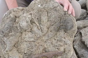 В графстве Кент нашли следы последних динозавров Британии