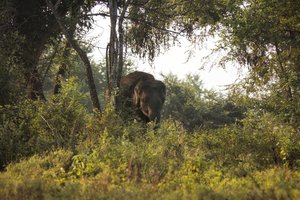 Скорбь матери: в Индии слониха несла погибшего слоненка семь километров