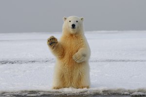 Эта уникальная популяция белых медведей адаптировалась к потеплению