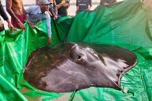 В Камбодже поймали самую большую пресноводную рыбу в мире