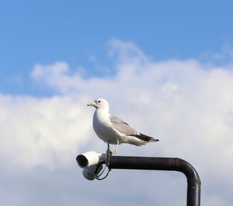 Из жизни ярославских чаек