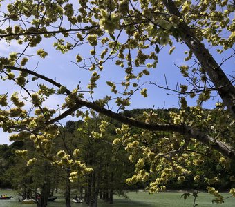 Кипарисовое озеро