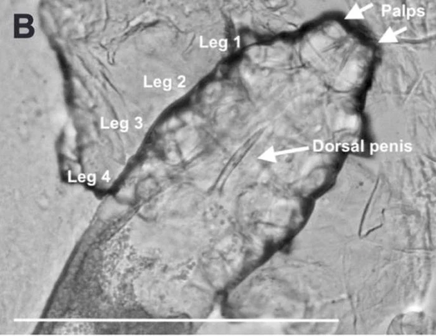 Фото: Smith et al., Mol. Biol. Evol., 2022