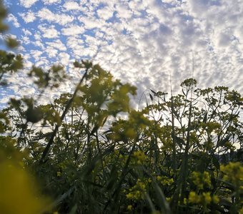 Краски лета