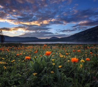Цветение жарков на озере Маранкуль, Хакасия