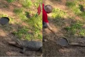 Австралиец усмирил крокодила ударом сковородки