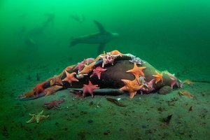 Морские звезды устроили трапезу на теле морского льва: удивительное фото
