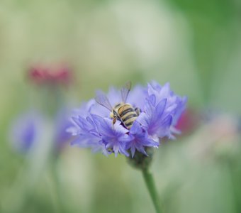 Пчела и василек