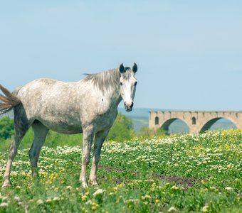 Белая лощадь