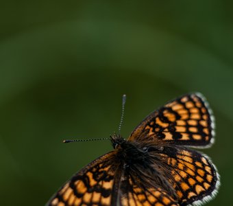 Бабочка оранжевые крылья