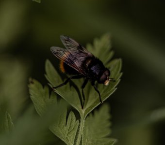 Пчелка труженица