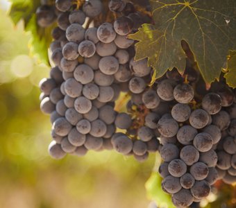 виноградники Массандры