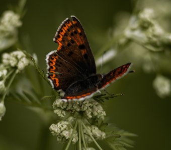 Полянка для бабочки