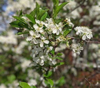 Вишня зацвела