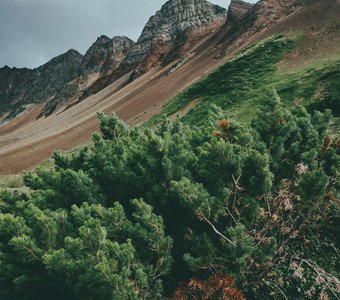 Сосна веймутова