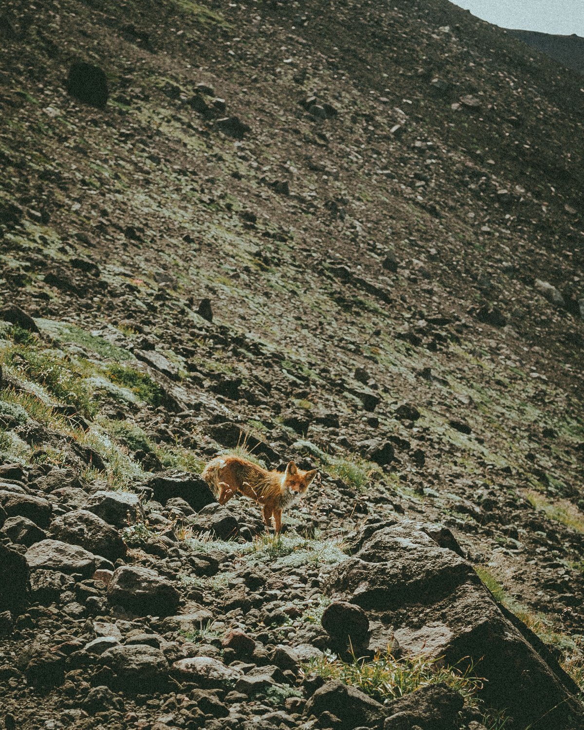 Лиса-огнёвка