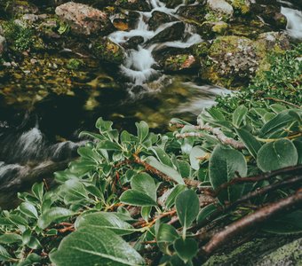 Камчатская Пеперомия