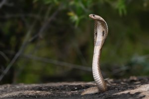 В Индии мужчина съел ядовитую змею, которая его укусила